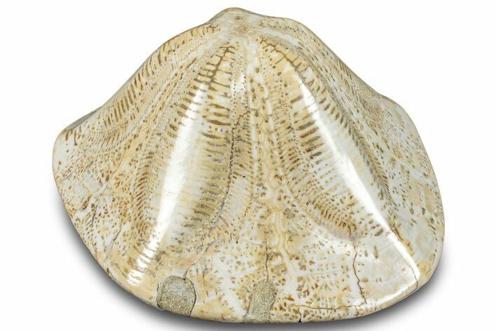 Polished Miocene Fossil Echinoid (Clypeaster) - Morocco #294058